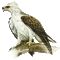 eagle bp - Δωρεάν κινούμενο GIF κινούμενο GIF