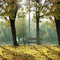Autumn.Automne.Landscape.Fond.gif.Victoriabea - Kostenlose animierte GIFs Animiertes GIF