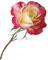 kukka, flower, fleur, ruusu, rose - GIF animé gratuit