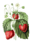 strawberries vintage sunshine3 - безплатен png анимиран GIF
