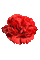 red carnation