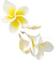 Kaz_Creations Deco Flowers Colours - png gratis GIF animado