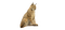 Lynx - png gratuito GIF animata