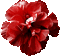 flowers - Бесплатный анимированный гифка анимированный гифка