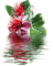 Fleur et eau - GIF animé gratuit