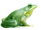 Kaz_Creations Frogs Frog - zdarma png animovaný GIF