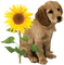 dog sunflower chien tournesol