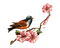 Птица на ветке - Free PNG Animated GIF