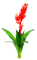 Цветок - бесплатно png анимированный гифка