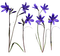 Fleurs.Flowers.Violet.Spring.Victoriabea - Free PNG Animated GIF