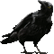 soave deco bird gothic black animated