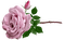 Fleur - Бесплатни анимирани ГИФ