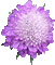 fleur violette.Cheyenne63 - GIF animado grátis Gif Animado