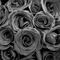 Gris Roses - gratis png geanimeerde GIF