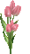 flower-tulipe rose
