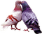 bird - zadarmo png animovaný GIF