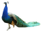 Kaz_Creations Peacock Bird
