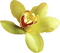 Kaz_Creations Flowers Flower - безплатен png анимиран GIF