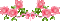 Rose banner - Darmowy animowany GIF animowany gif