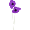 poppy flowers bp - GIF เคลื่อนไหวฟรี