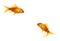 poisson - darmowe png animowany gif