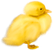 Duck.Yellow.Orange - PNG gratuit GIF animé