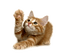 Cats'n'Kittens - PNG gratuit GIF animé