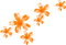 Flowers.Orange - darmowe png animowany gif