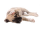 patymirabelle chien - darmowe png animowany gif