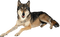 wolf/lupe - gratis png geanimeerde GIF