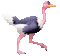 ostrich  by nataliplus - Free animated GIF Animated GIF