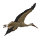 stork - darmowe png animowany gif