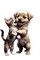 Perro - gato - -animales - Rubicat - Free PNG Animated GIF