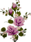 purple roses tube - ilmainen png animoitu GIF