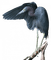 Kaz_Creations Birds Bird - gratis png animeret GIF
