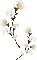 flower branch white blanc fleurs branche - GIF animé gratuit GIF animé