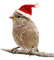 oiseau, lintu, bird, joulu, Christmas - 免费PNG 动画 GIF