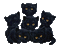black cats - Darmowy animowany GIF animowany gif