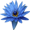 Lotus - nemokama png animuotas GIF