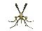 insect - Darmowy animowany GIF animowany gif