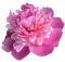 Kaz_Creations Deco Flower Colours - PNG gratuit GIF animé