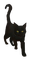 Cat - Gratis geanimeerde GIF