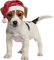 gala animals dog - zadarmo png animovaný GIF