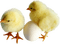 gallina - 免费PNG 动画 GIF
