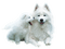 patymirabelle chien - gratis png animeret GIF