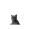 Bread Raccoon - Бесплатный анимированный гифка анимированный гифка