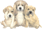 dog bp - Bezmaksas animēts GIF animēts GIF