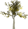 albero - ingyenes png animált GIF