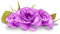Kaz_Creations Flowers Purple - PNG gratuit GIF animé