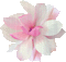 kwiat kolor - Бесплатни анимирани ГИФ анимирани ГИФ